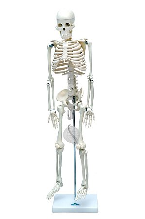 Esqueleto Humano de 85 cm com Haste e Suporte