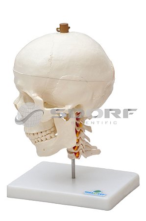 Crânio com Mandíbula Móvel e Coluna Cervical