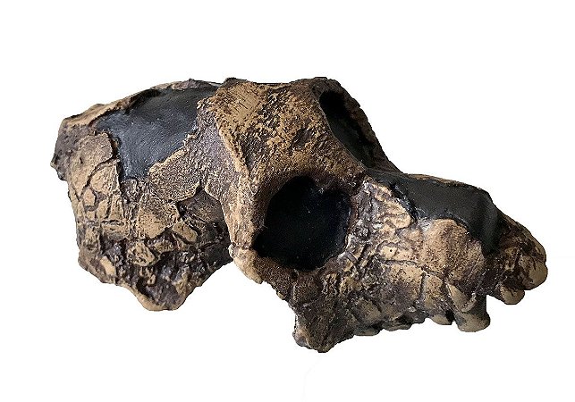 Crânio de Aegyptopithecus zeuxis