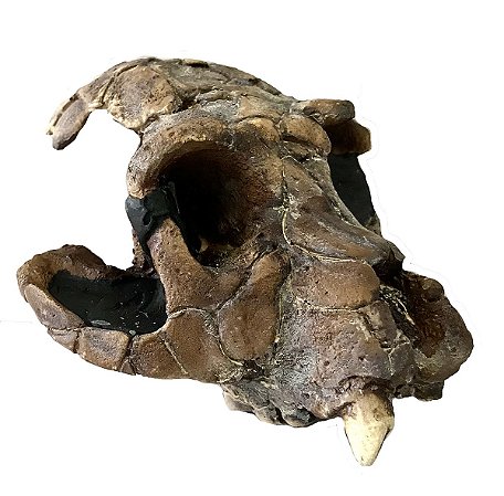 Crânio de (Turkanapithecus kalakolensis)