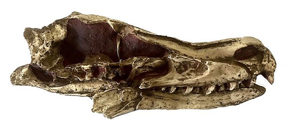 Crânio de Velociraptor modelo 2