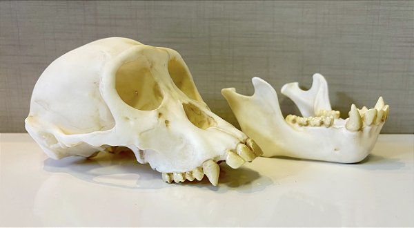 Crânio de Chimpanzé fêmea (Pan troglodytes)