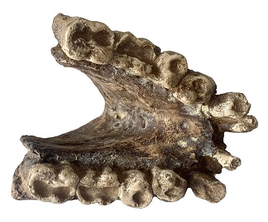 Mandíbula de Gigantopithecus