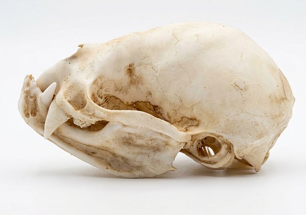 Crânio de morcego vampiro (Desmodus rotundus) escala aumentada.