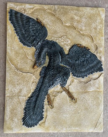 (Archaeopteryx lithographica) - reconstrução