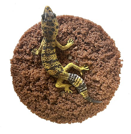 Gecko leopardo (Eublepharis macularius) - modelo 2