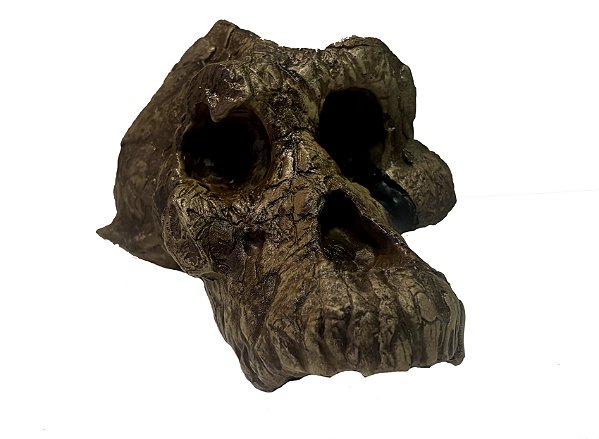 Crânio de (Australopithecus anamensis)
