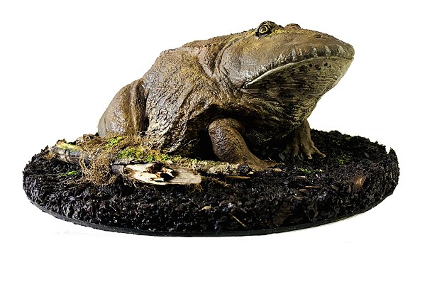 Diorama de Devil Frog (Beelzebufo ampinga)