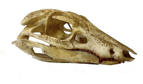 Crânio de (Araripesuchus)