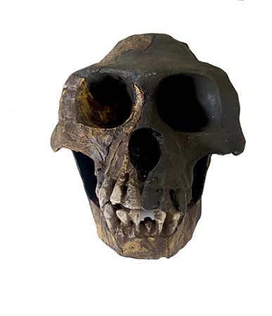 Crânio de (Ardipithecus ramidus)