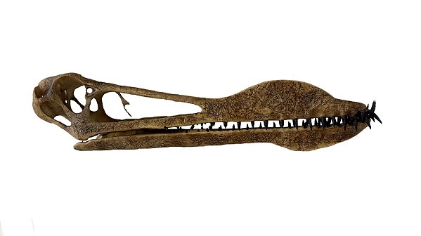 Crânio de (Anhanguera piscator) 2:3