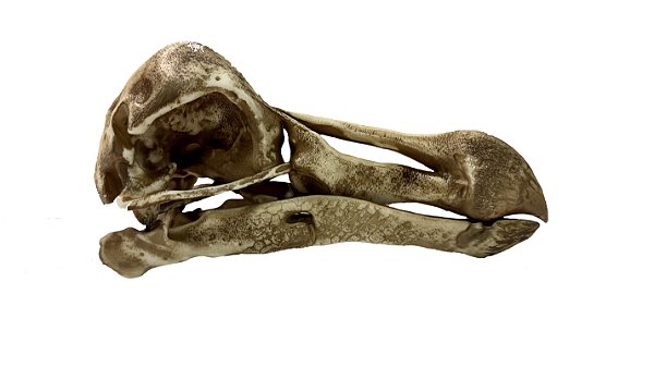 Crânio de Dodô (Raphus cucullatus)