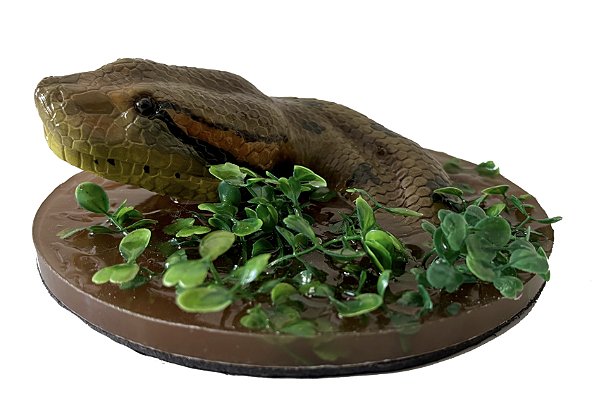 Diorama de Sucuri (Eunectes murinus)