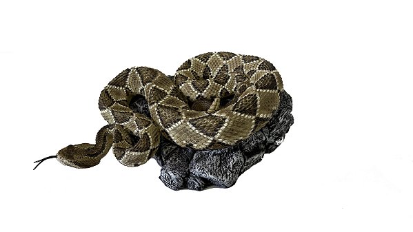 Diorama de cascavel (Crotalus durissus)
