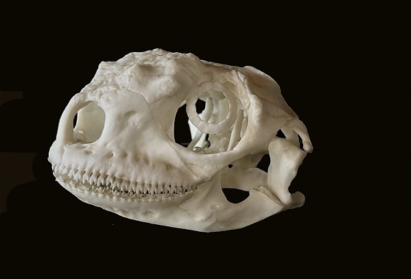 Crânio de Iguana Marinha (Amblyrhynchus cristatus)