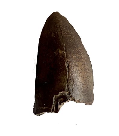 Dente de Purussaurus (Purussaurus brasiliensis)