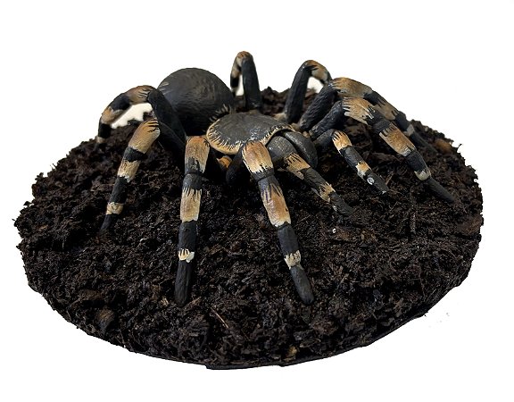 Diorama de Tarântula mexicana (Brachypelma smithi)