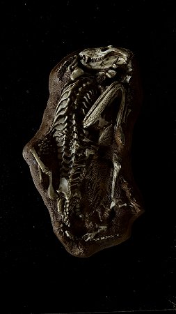 Réplica do "Abraço Triássico" Broomistega e Thrinaxodon