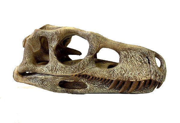 Crânio de Staurikosaurus pricei (Réplica em resina)