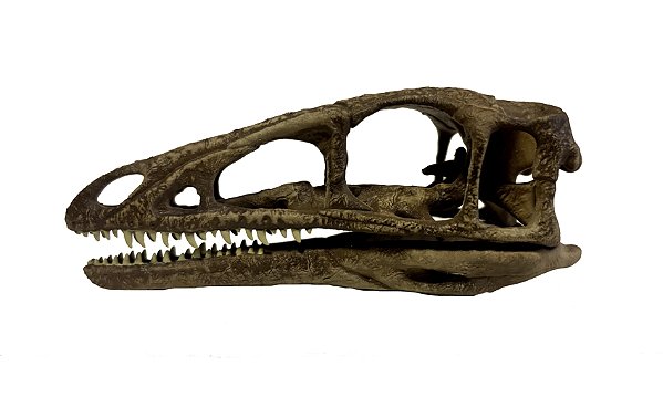 Crânio de Compsognathus longipes (versão 2)