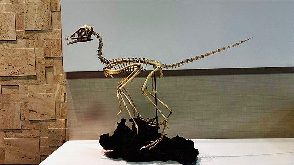 Réplica de Esqueleto de Archaeopteryx lithographica