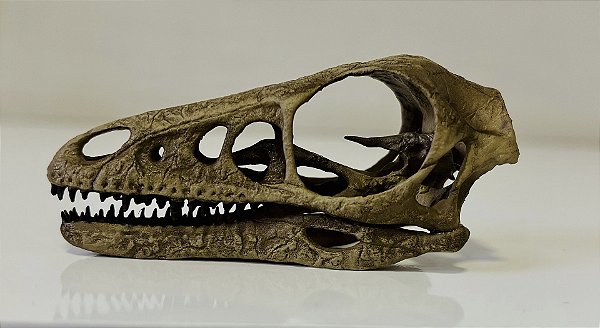 Crânio de Microraptor gui