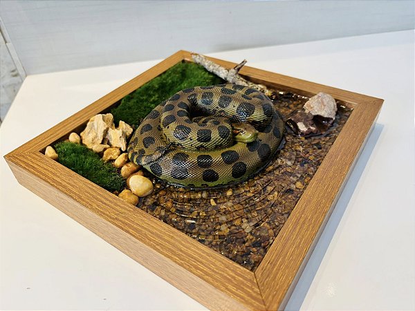 Diorama de sucuri (Eunectes murinus)