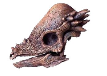 Crânio de Pachycephalosaurus (escala reduzida 1:4)