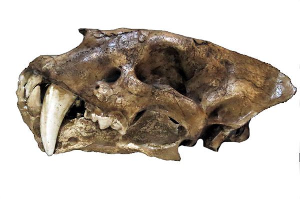 Crânio de Tigre Dentes de Sabre (Homotherium sp)