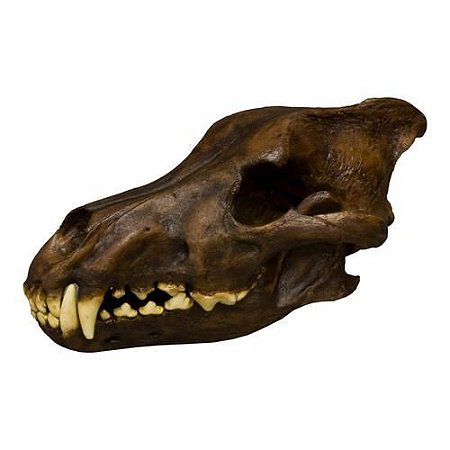 Crânio de (Canis dirus) - Lobo do pleistoceno