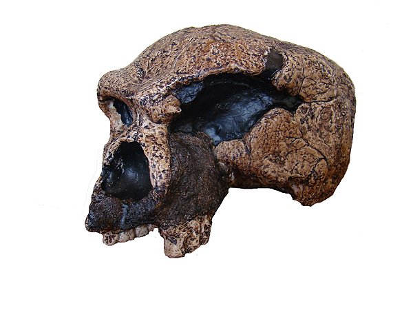 crânio de Homo heidelbergensis