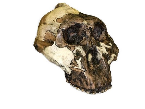 Crânio de Paranthropus boisei