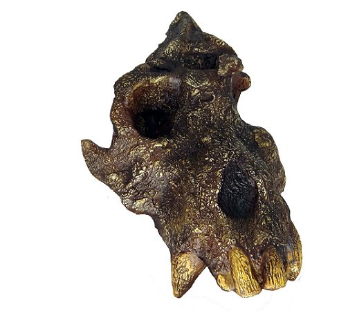 Crânio de Afropithecus turkanensis