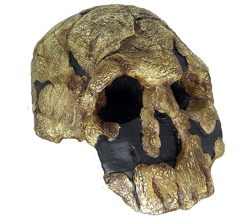 Crânio de Homo rudolfensis