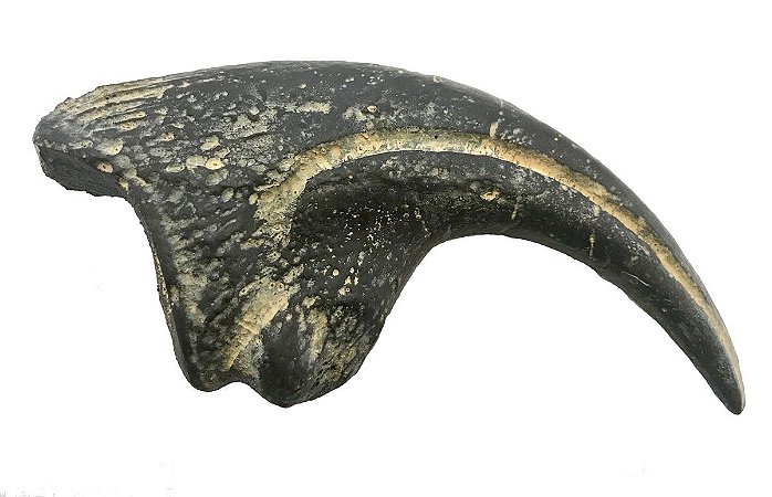 Garra de Allosaurus fragilis