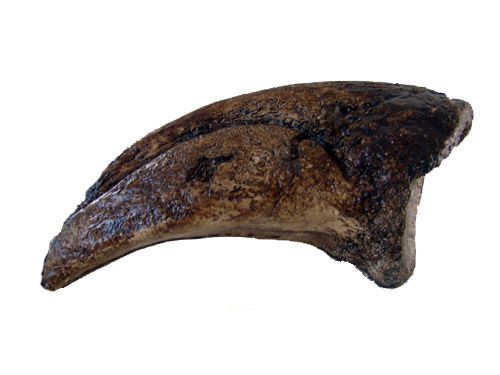Garra de Tyrannosaurus rex (pata traseira)