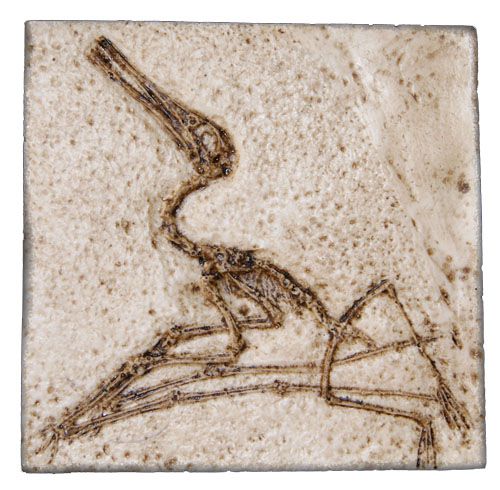 Fóssil de Pterodactylus elegans - Ctenochasma elegans