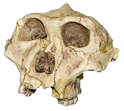 Crânio de Paranthropus robustus