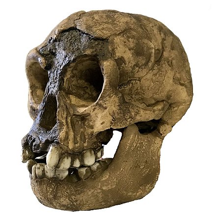 Crânio de Homo floresiensis