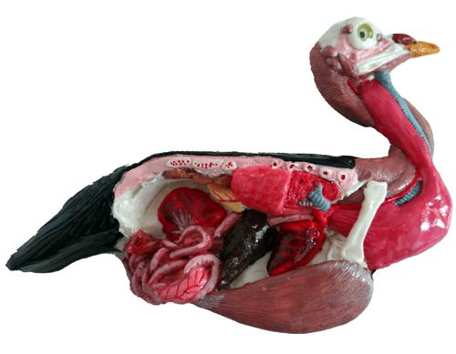 Anatomia básica ave