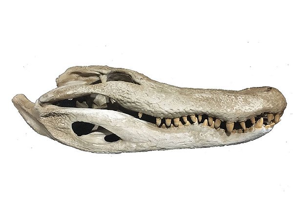 Crânio de Alligator (Alligator mississippiensis)