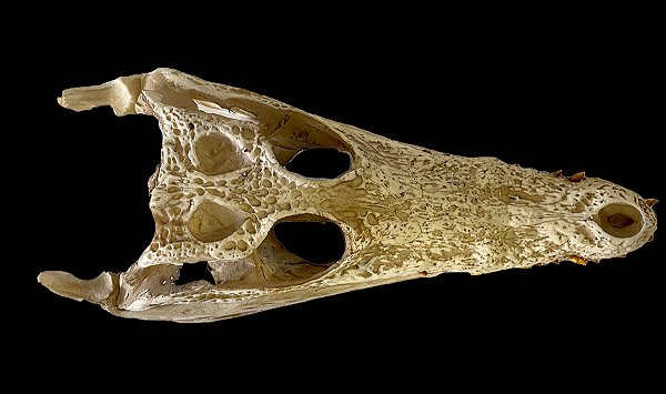 Crânio de crocodilo do nilo