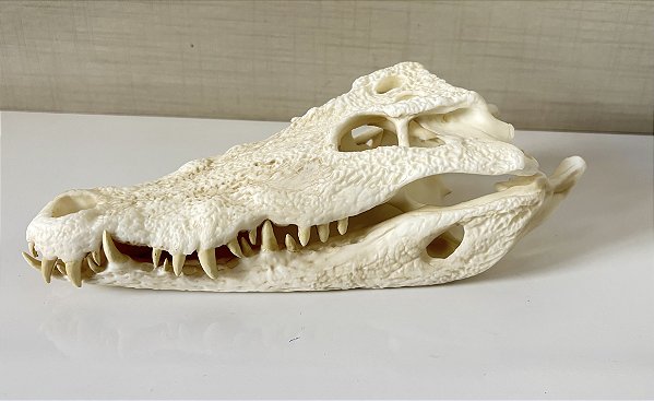 Crânio de crocodilo do nilo