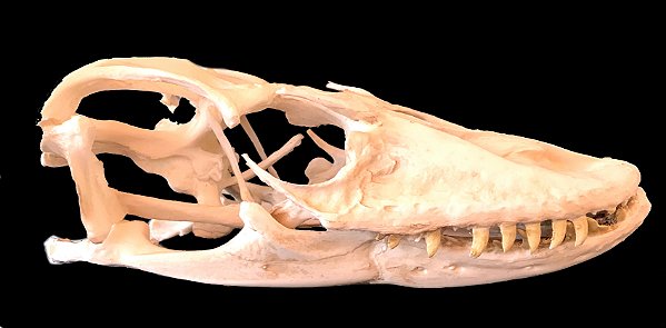 Crânio de Dragão de Komodo (Varanus komodoensis)