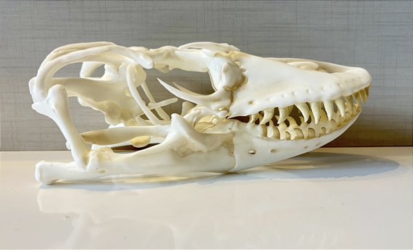 Crânio de Dragão de Komodo (Varanus komodoensis)