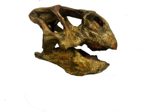 Crânio de Psittacosaurus