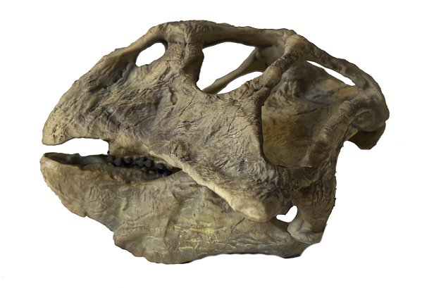 Crânio de Psittacosaurus