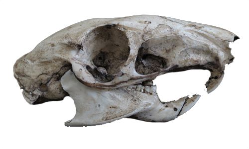 Crânio de mamífero roedor (cutia).