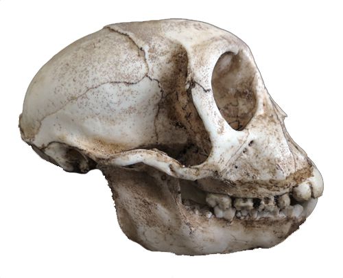 Crânio de primata do gênero Rhesus
