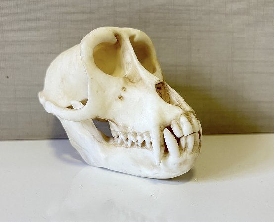 Crânio de primata do gênero Rhesus